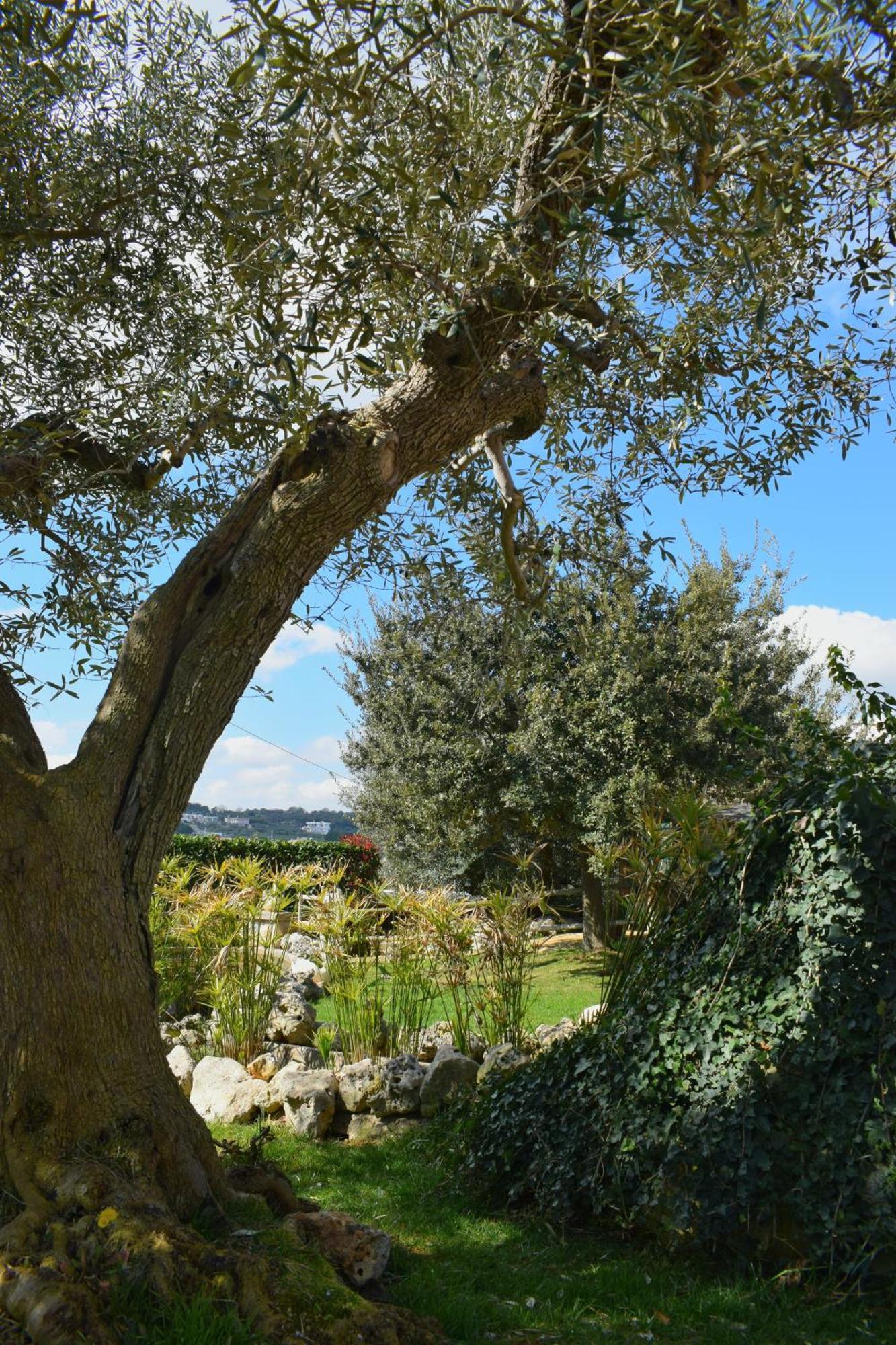 La Rosa Dei Trulli B&B Alberobello Exterior foto
